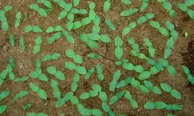 Безрассадный способ