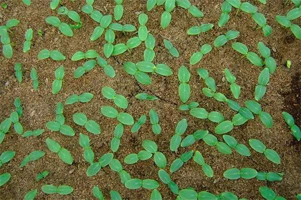 Безрассадный способ