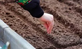 Безрассадный способ