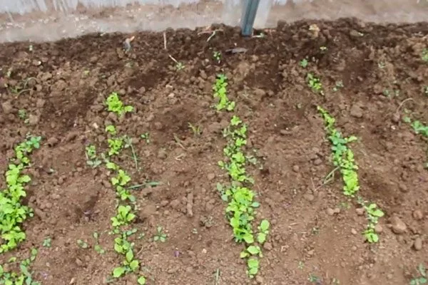 Безрассадный