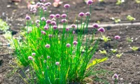 Внешние данные, вкус, предназначение