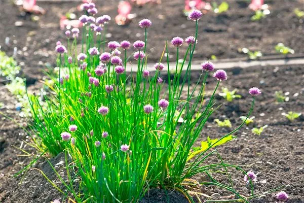 Внешние данные, вкус, предназначение