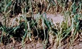 болени и вредители лука Глобо