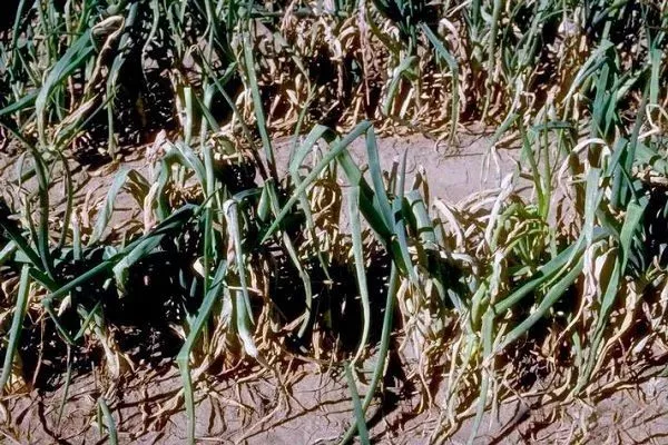 болезни и вредители лука Глобо