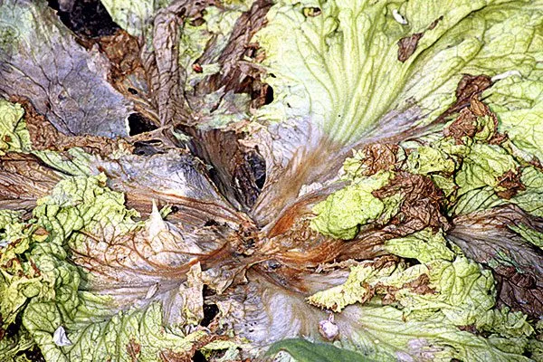 болезани и вредители