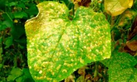 Болезни и борьба с ними