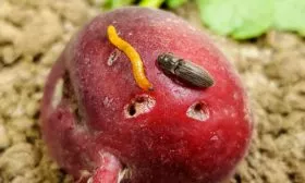 Болезни и насекомые