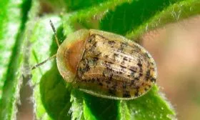 Болезни и вредители