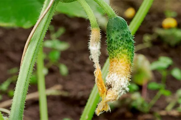 Болезни и вредители