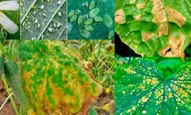 Болезни и вредители