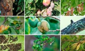 Болезни и вредители