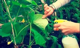 Болезни и вредители