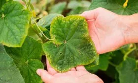 Болезни и вредители