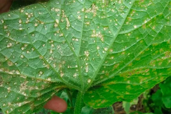 Болезни и вредители