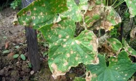 Болезни и вредители