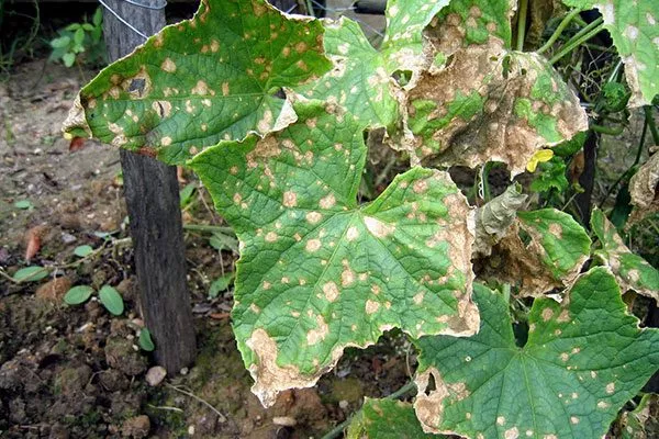 Болезни и вредители