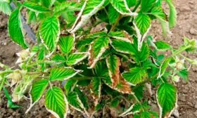 Болезни и вредители