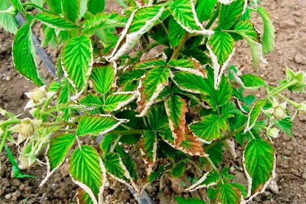 Болезни и вредители