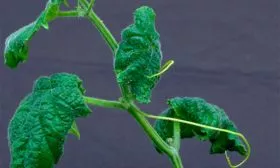 Болезни и вредители