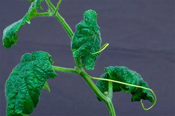 Болезни и вредители