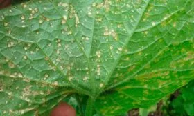 Болезни и вредители, характерные для сорта