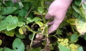 болезни и вредители картофеля Азарт