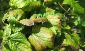 болезни и вредители крыжовника Черномор