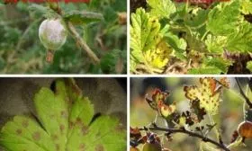 болезни и вредители крыжовника Пакс