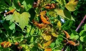 болезни и вредители малины Блэк Джевел