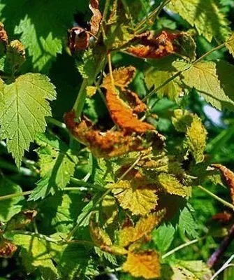 болезни и вредители малины Блэк Джевел