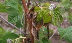 болезни и вредители малины Каскад Делайт