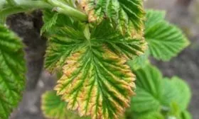 болезни и вредители малины Красная королева