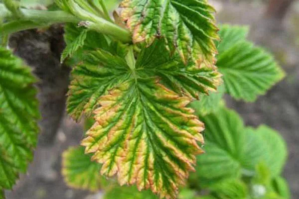 болезни и вредители малины Красная королева