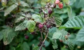 болезни и вредители малины Орбита