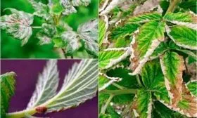 болезни и вредители малины Патриция