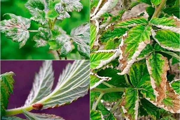 болезни и вредители малины Патриция