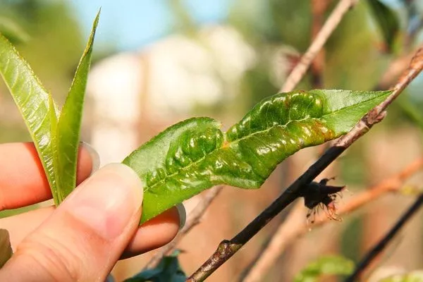 болезни и вредители персика Бельмондо
