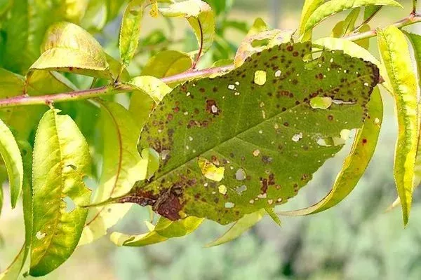 болезни и вредители персика Кардинал