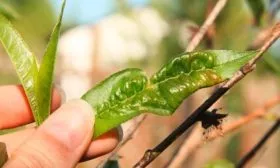 болезни и вредители персика сорта Донецкий