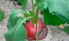 Удобрения и подкормки