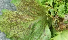 болезни и вредители салата