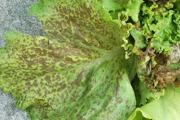 болезни и вредители салата