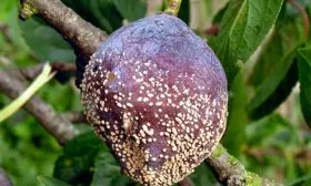 Болезни и вредители слива Венгерка Московская