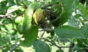 болезни и вредители сливы Память Тимирязева