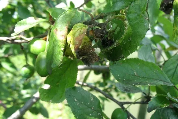 болезни и вредители сливы Память Тимирязева