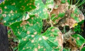 Болезни и вредители – устойчивость, борьба