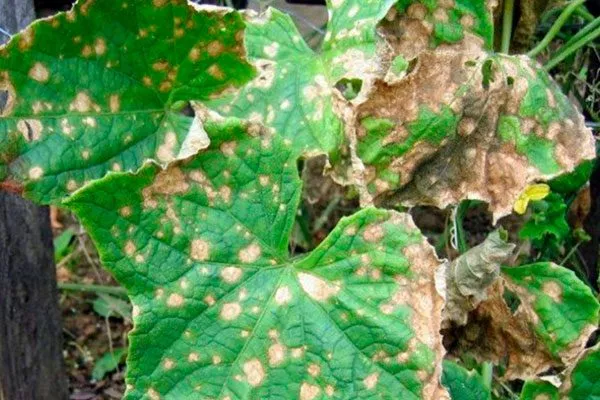 Болезни и вредители – устойчивость, борьба