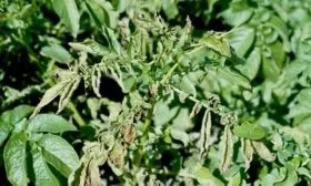 болезни картофеля Брянский деликатес