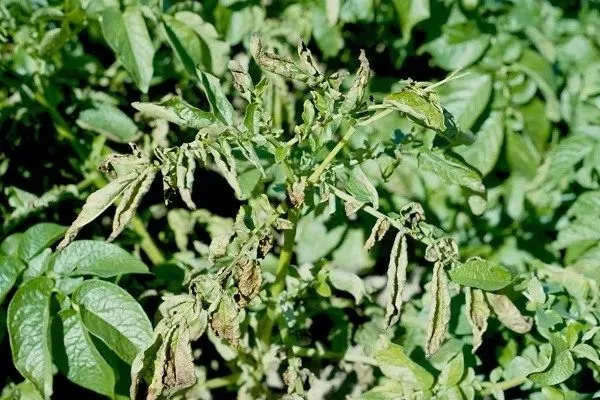 болезни картофеля Брянский деликатес