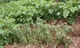 болезни и вредители картофеля Манифест